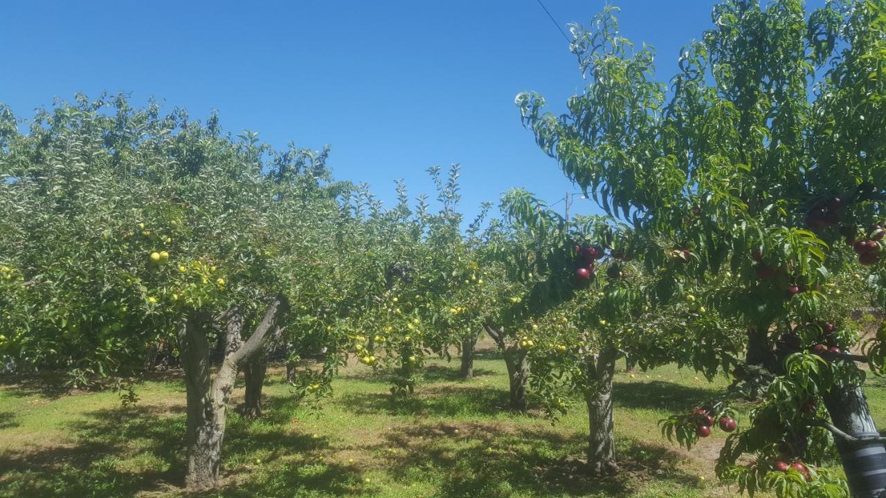 Quinta Do Serrado De Belmonte Belmonte  Eksteriør billede
